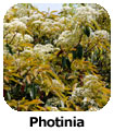 Photinia